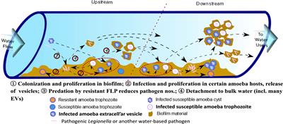 Conceptual model to inform Legionella–amoebae control, including the roles of extracellular vesicles in engineered water system infections